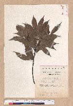 Cyclobalanopsis glauca (Thunb.) Oerst. 青剛櫟
