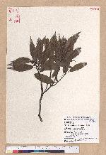Cyclobalanopsis glauca (Thunb.) Oerst. 青剛櫟