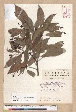 Machilus japonica Siebold et Zucc. 日本楨楠(假長葉楠)