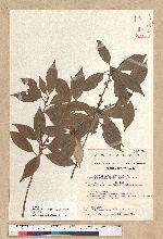 Neolitsea sericea (Blume) Koidz. 白新木薑子