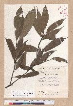 Cyclobalanopsis pachyloma (O. Seem.) Schott. 金斗椆