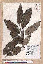Quercus variabilis Blume 栓皮櫟