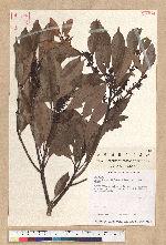Persea thunbergii (Siebold & Zucc.) Kostermans 紅楠
