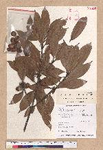 Cyclobalanopsis sessilifolia (Blume) Schottky 毽子櫟