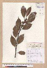 Cyclobalanopsis morii (Hayata) Schott. 森氏櫟(赤椆)