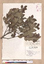 Lindera akoensis Hayata 內冬子