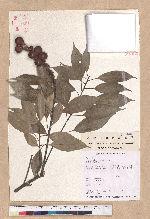 Pasania rhombocarpa Hayata 菱果石櫟