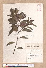 Cinnamomum micranthum (Hayata) Hayata 冇樟