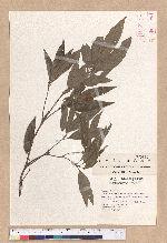 Cyclobalanopsis hypophaea (Hayata) Kudo 灰背櫟