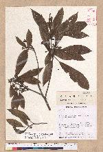 Litsea elongata (Wall. ex Nees) Benth. et Hook. f. var. mushaensis (Hayata) J. C. Liao 霧社木薑子