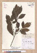 Litsea elongata (Wall. ex Nees) Benth. et Hook. f. var. mushaensis (Hayata) J. C. Liao 霧社木薑子