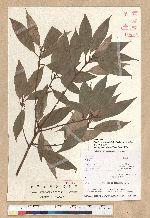Neolitsea aciculata (Blume) Koidz. 銳葉新木薑子