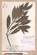 Machilus japonica Siebold et Zucc. 日本楨楠(假長葉楠)