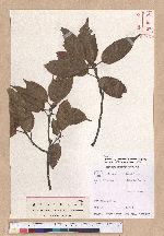 Cyclobalanopsis morii (Hayata) Schott. 森氏櫟(赤椆)