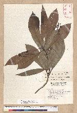 Machilus japonica Siebold et Zucc. var. kusanoi (Hayata) Liao 大葉楠