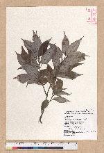 Cyclobalanopsis salicina (Blume) Oerstedt 白背櫟
