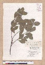 Cinnamomum reticulatum Hayata 土樟