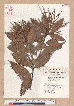 Castanopsis indica (Roxb.) A. DC. 印度栲