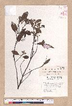 Cinnamomum philippinense (Merr.) Chang 菲律賓樟樹