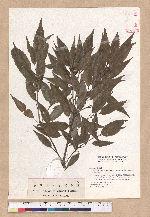 Cyclobalanopsis stenophylloides (Hayata) Kudo & Masamune ex Kudo 狹葉櫟