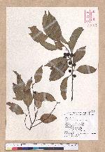 Cryptocarya chinensis (Hance) Hemsl. 厚殼桂