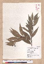 Cinnamomum macrostemon Hayata 胡氏肉桂