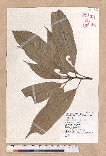 Pasania harlandii (Hance) Oersted 短尾柯