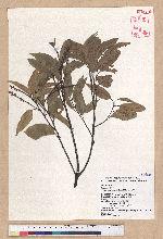 Castanopsis carlesii (Hemsl.) Hayata 長尾栲