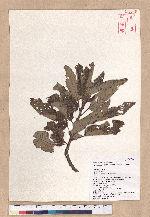 Quercus variabilis Blume 栓皮櫟