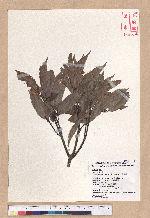 Cyclobalanopsis glauca (Thunb.) Oerst. 青剛櫟