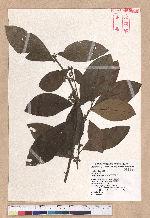 Litsea akoensis Hayata 屏東木薑子