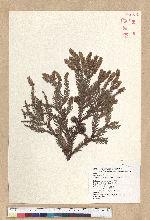 Cryptomeria japonica (L. f.) D. Don 柳杉
