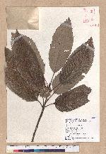 Quercus variabilis Blume 栓皮櫟