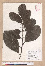 Litsea akoensis Hayata 屏東木薑子