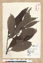 Machilus zuihoensis Hayata var. mushaensis (Lu) Y. C. Liu 青葉楠(霧社楨楠)
