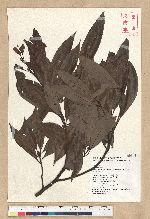 Machilus zuihoensis Hayata var. mushaensis (Lu) Y. C. Liu 青葉楠(霧社楨楠)