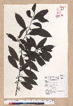 Litsea cubeba (Lour.) Persoon 山胡椒