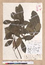 Litsea akoensis Hayata 屏東木薑子