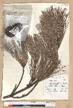 Pinus taiwanensis Hayata 臺灣二葉松