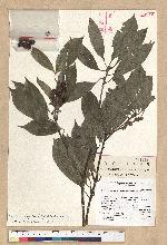 Neolitsea parvigemma (Hayata) Kanehira & Sasaki 小芽新木薑子