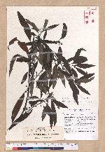 Litsea cubeba (Lour.) Persoon 山胡椒