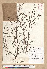 Tsuga chinensis (Franch.) Pritz. ex Diels var. formosana (Hayata) Li & Keng 臺灣鐵杉