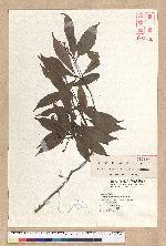 Machilus konishii Hayata 小西氏楠
