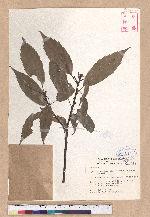 Cyclobalanopsis glauca (Thunb.) Oerst. 青剛櫟