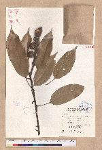 Pasania harlandii (Hance) Oersted 短尾柯