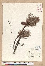 Pinus taiwanensis Hayata 臺灣二葉松
