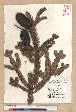Abies kawakamii (Hayata) Ito 臺灣冷杉
