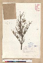 Tsuga chinensis (Franch.) Pritz. ex Diels var. formosana (Hayata) Li & Keng 臺灣鐵杉