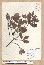 Machilus obovatifolia (Hayata) Kanehira & Sasaki 倒卵葉楠