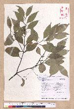 Cinnamomum osmophloeum Kanehira 土肉桂